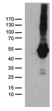 PDCD2L Antibody