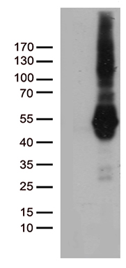 PDCD2L Antibody