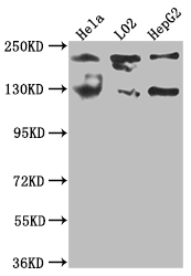 MGEA5 Antibody