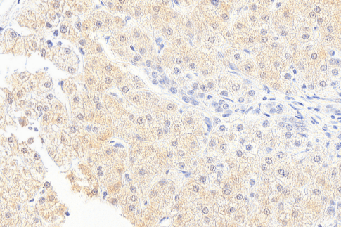 Monoglyceride Lipase Antibody