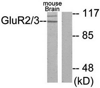 mGluR2/3 Antibody