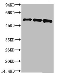 MICU1 Antibody