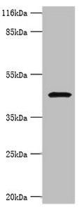 CBLIF Antibody