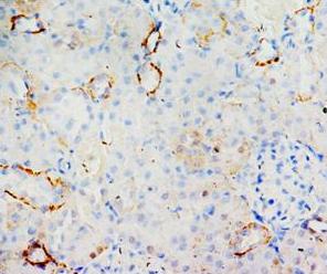 MIF Rabbit Polyclonal Antibody