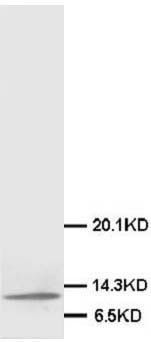 MIF Rabbit Polyclonal Antibody