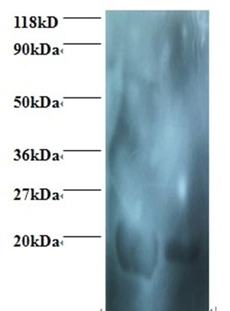 LGB Antibody (Biotin)