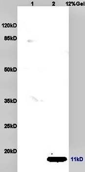 CCL19 Rabbit Polyclonal Antibody