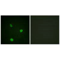 MITF Antibody