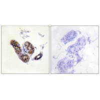 MITF Antibody
