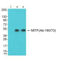 MITF Antibody