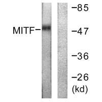 MITF Antibody