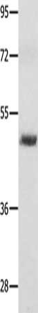 MITF Antibody