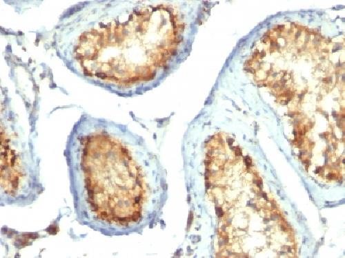 Mitochondria (Marker for Human Cells, Granular RCC s & Salivary Tumor Antibody