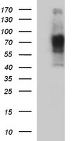 MRPL11 Antibody