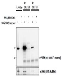 MK5/MAPKAPK5 Antibody
