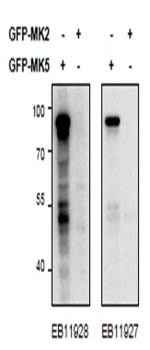 MK5/MAPKAPK5 Antibody