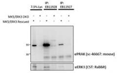 MK5/MAPKAPK5 (aa192-206) Antibody