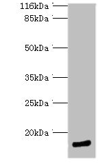 MLANA Antibody