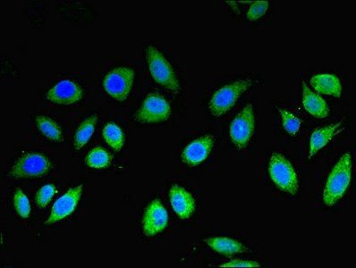 MLANA Antibody
