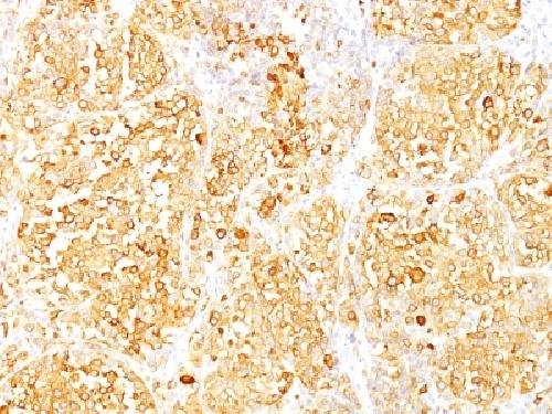 MLANA Antibody