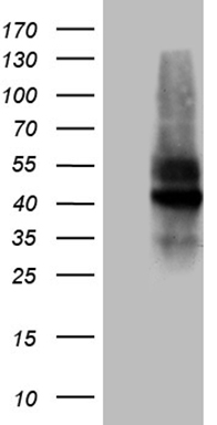 MLC1SA Antibody