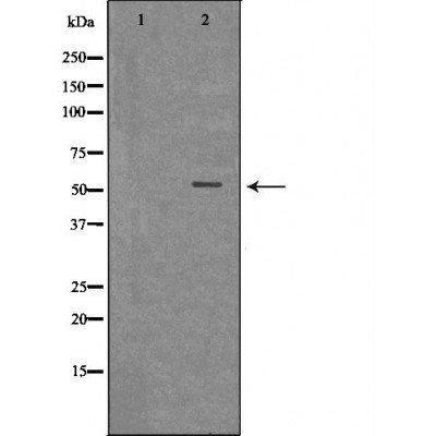MLKL Antibody
