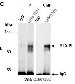 MLXIPL (vPairTM) Antibodies