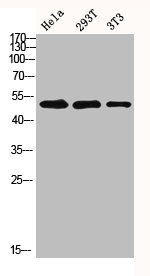 MMP1 Antibody
