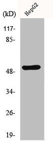 MMP1 Antibody