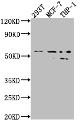 MMP12 Antibody