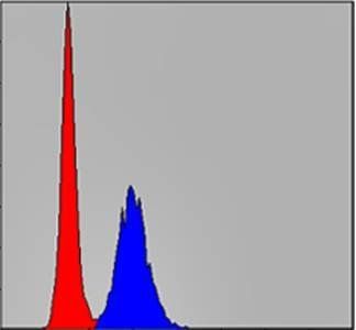MMP9 Antibody