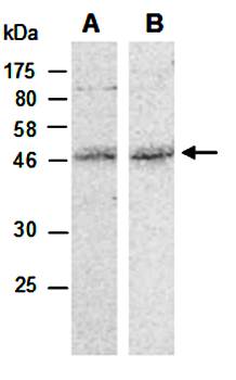MMS21 (vPairTM) Antibodies