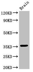 MNAT1 Antibody