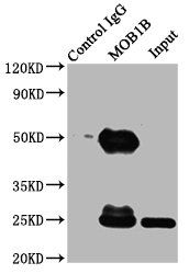 MOB1B Antibody