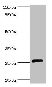 MOB1B Antibody