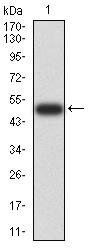 MOB1A Antibody