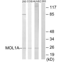 MOB1B Antibody