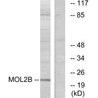 MOB3B Antibody