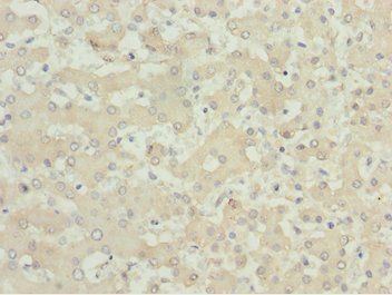MOCS3 Antibody