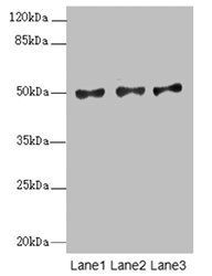 MOCS3 Antibody