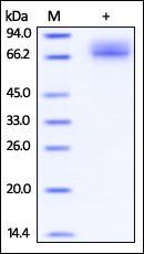Cynomolgus / Rhesus macaque PD-L1 Protein, Fc Tag