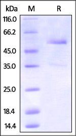 Cynomolgus DR3 Protein, Fc Tag