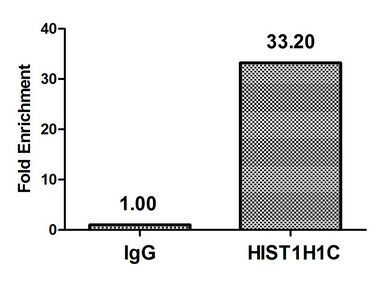 H1F0 Antibody