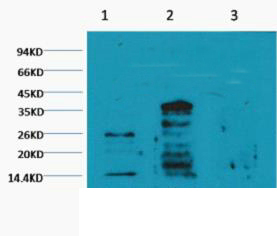 Mono-Methyl-Histone H3(K79) Monoclonal Antibody