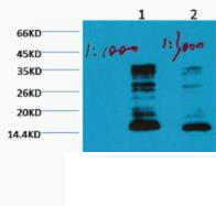 Mono-Methyl-Histone H3(K79) Monoclonal Antibody
