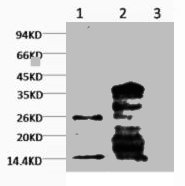 Mono-Methyl-Histone H3(K79) Monoclonal Antibody