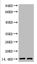 Mono-Methyl-Histone H3(K79) Antibody