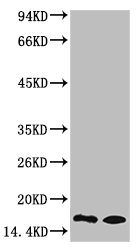Mono-Methyl-Histone H3(K9) Antibody
