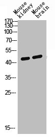 MORF4L1 Antibody