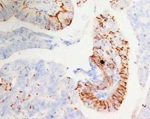 Morg1/WDR83 Rabbit Polyclonal Antibody
